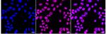 SRSF6 Recombinant Rabbit Monoclonal Antibody (24GB1825)
