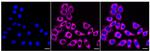 SCP2 Recombinant Rabbit Monoclonal Antibody (24GB790)