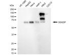 SSX2IP Antibody in Western Blot (WB)