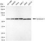 Syndecan 3 Antibody in Western Blot (WB)