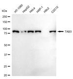 TAB3 Antibody in Western Blot (WB)