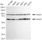 TAGAP Antibody in Western Blot (WB)