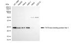 TBPL1 Antibody in Western Blot (WB)