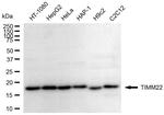 TIMM22 Antibody in Western Blot (WB)