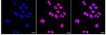 TRAM2 Recombinant Rabbit Monoclonal Antibody (24GB1960)