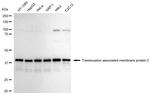 TRAM2 Antibody in Western Blot (WB)