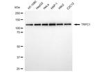 TRPC1 Antibody in Western Blot (WB)