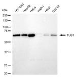 TUB Antibody in Western Blot (WB)