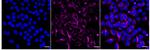 TUBA1B/TUBA4A Recombinant Rabbit Monoclonal Antibody (24GB2020)