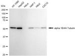 TUBA1B/TUBA4A Antibody in Western Blot (WB)
