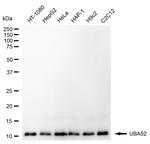 UBA52 Antibody in Western Blot (WB)
