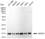UBE2D1 Antibody in Western Blot (WB)