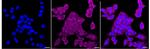 USP28 Antibody in Immunocytochemistry (ICC/IF)