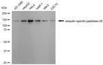 USP28 Antibody in Western Blot (WB)