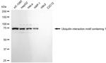 RAP80 Antibody in Western Blot (WB)