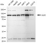ULK1 Antibody in Western Blot (WB)