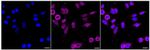 USF1 Recombinant Rabbit Monoclonal Antibody (24GB1890)