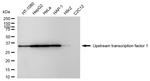 USF1 Antibody in Western Blot (WB)