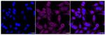 VAV1/2/3 Recombinant Rabbit Monoclonal Antibody (24GB2645)