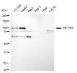 VAV1/2/3 Antibody in Western Blot (WB)