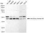 WNT5B Antibody in Western Blot (WB)