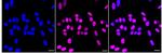 Pokemon Recombinant Rabbit Monoclonal Antibody (24GB2395)