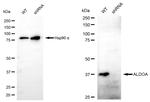 Aldolase A Antibody in Western Blot (WB)