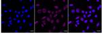 Placental Alkaline Phosphatase Recombinant Rabbit Monoclonal Antibody (24GB5430)