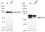 Placental Alkaline Phosphatase Antibody in Western Blot (WB)