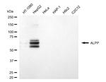 Placental Alkaline Phosphatase Antibody in Western Blot (WB)