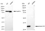Annexin A4 Antibody in Western Blot (WB)