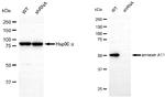 Annexin A11 Antibody in Western Blot (WB)