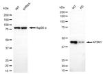 AP3M1 Antibody in Western Blot (WB)