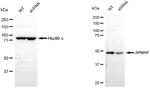 C20orf3 Antibody in Western Blot (WB)