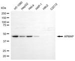 C20orf3 Antibody in Western Blot (WB)