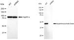 ASL Antibody in Western Blot (WB)