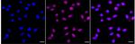 ATE1 Recombinant Rabbit Monoclonal Antibody (24GB4720)