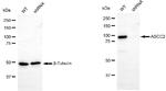 ASCC2 Antibody in Western Blot (WB)