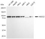 ASCC2 Monoclonal Antibody (24GB6350)