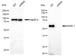 Beclin 1 Antibody in Western Blot (WB)