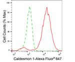 Caldesmon Antibody in Flow Cytometry (Flow)