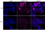 Caldesmon Antibody in Immunocytochemistry (ICC/IF)