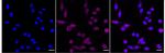 Caspase 8 Recombinant Rabbit Monoclonal Antibody (24GB4740)