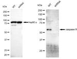 Caspase 8 Antibody in Western Blot (WB)