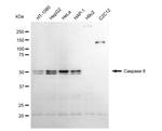 Caspase 8 Antibody in Western Blot (WB)
