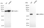 Catalase Antibody in Western Blot (WB)