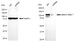delta Catenin Antibody in Western Blot (WB)
