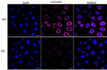 CHCHD3 Antibody in Immunocytochemistry (ICC/IF)
