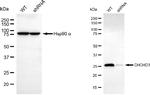 CHCHD3 Antibody in Western Blot (WB)