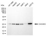 CHCHD3 Monoclonal Antibody (24GB6560)